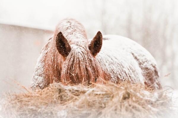 image of Helping your horse survive winter