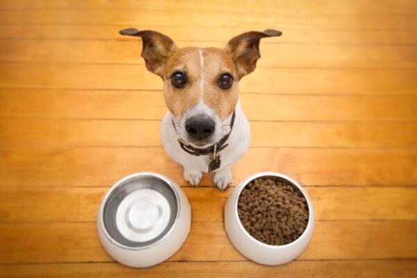 image of Do’s and don’ts on giving human food to dogs.